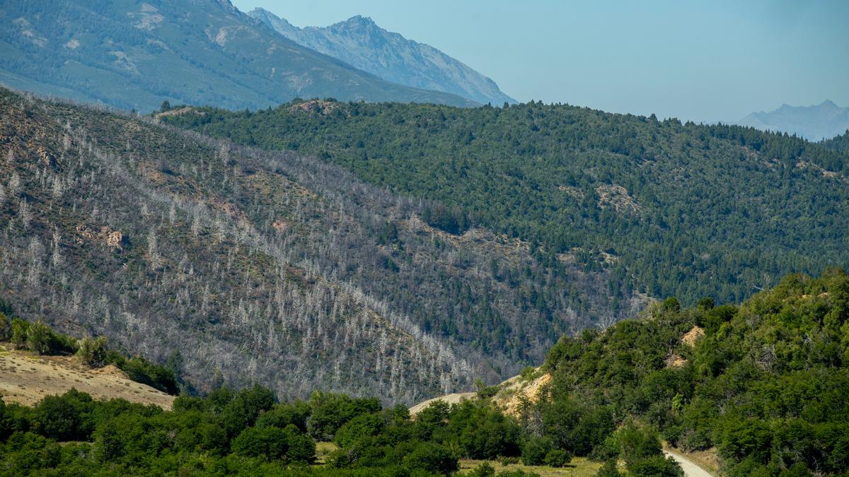  Incendios en la Patagonia andina: por qué los expertos prevén cada vez más fuego 