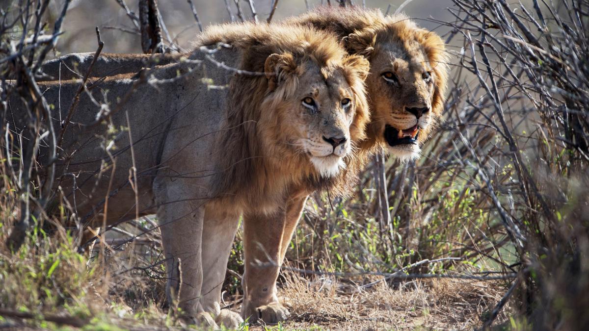  Una hormiga invasora modificó la dieta de los leones en Kenia 