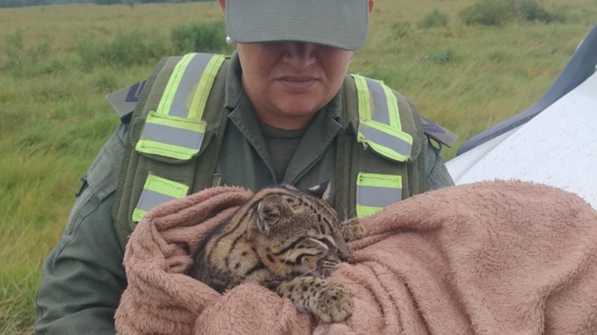 Gendarmería encontró en Formosa a un gato onza golpeado y lo rescató.