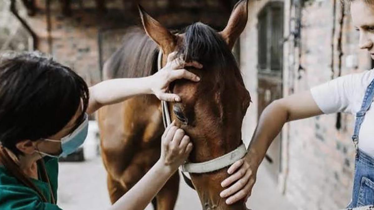 Se han registrado 42 casos de Encefalitis Equina en seres humanos en 30 municipios de la provincia de Buenos Aires.