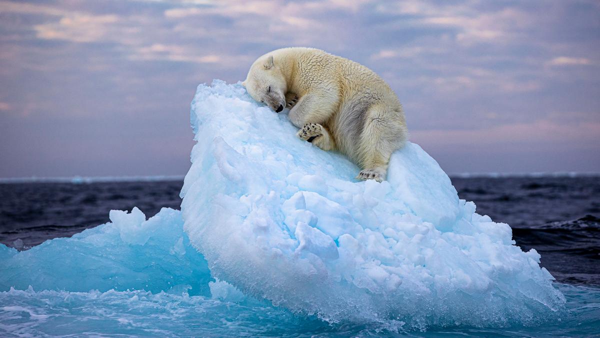 Un premio prestigioso de fotografía fue otorgado a una imagen de un oso polar en un iceberg a la deriva.