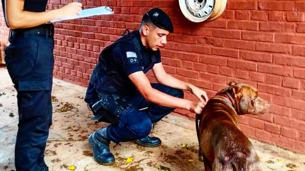 En Misiones, arrestan a un individuo que arrastraba a su perro desde un automóvil con una soga.